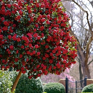 Camellia Black Magic Japonica